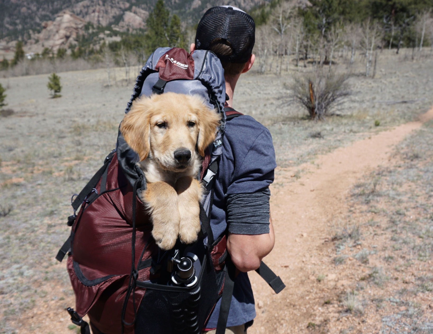 Dog in backpack